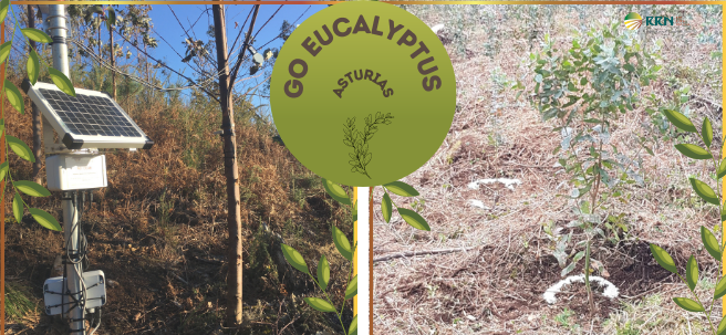 El Grupo Operativo “Eucalyptus” 