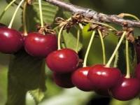 Cooperativas agroalimentarias del sector de la fruta del hueso